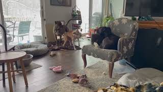 Video preview image #1 American Pit Bull Terrier-Unknown Mix Puppy For Sale in Germantown, OH, USA