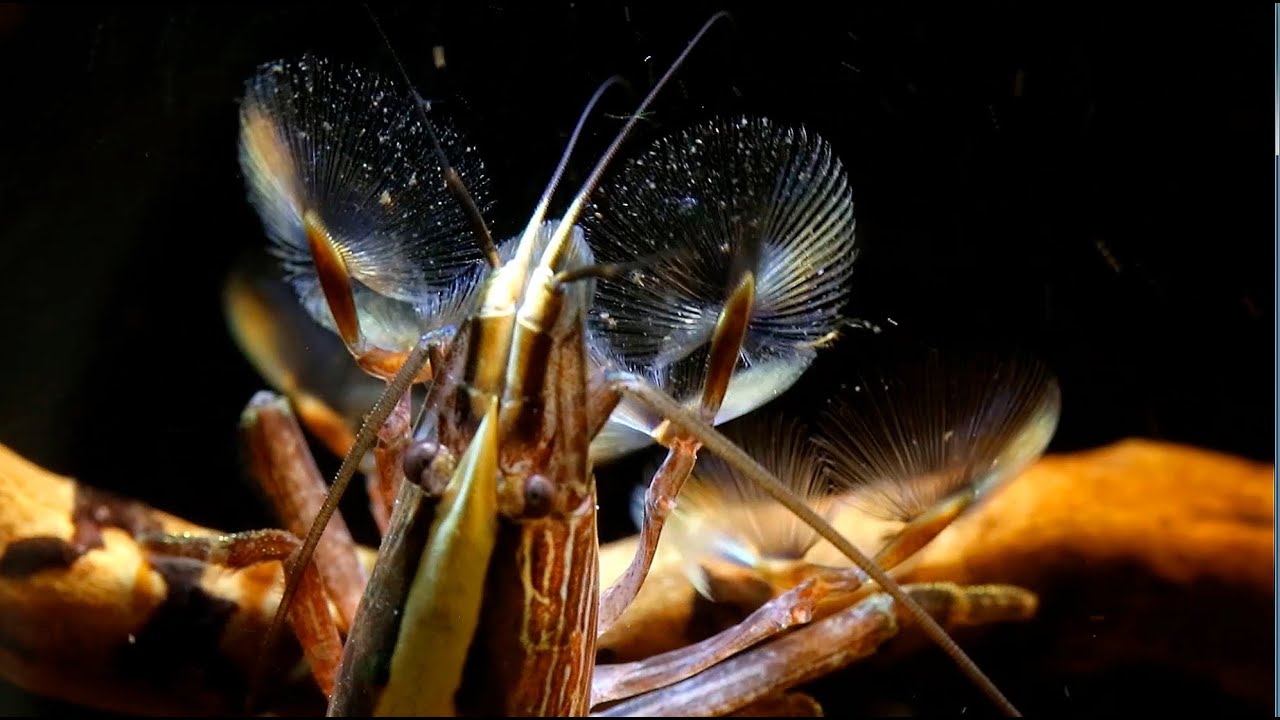 Bamboo Shrimp • Care Guide (Tank Setup, Mates & Diet)