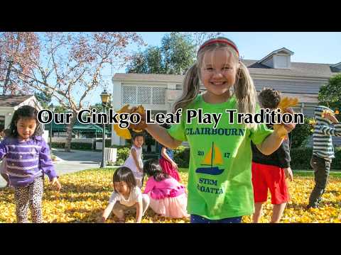 Preschoolers experience the Clairbourn tradition of playing in the Ginkgo tree leaves.