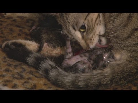 Mother Cat Giving Birth To A Litter Of 4 Kittens
