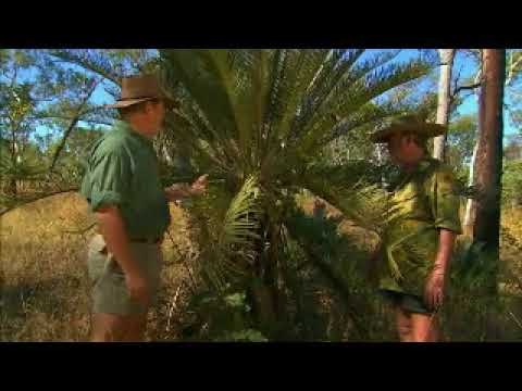 Ray Mears and Les Hiddins - Cycads, Ray Mears Goes Walkabout