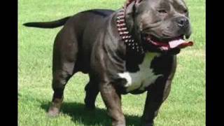Andre Nickatina - Pitbull Terrier