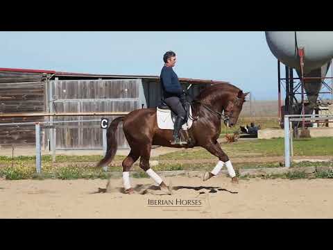 BAROQUE PRE TOP MORPHOLOGY