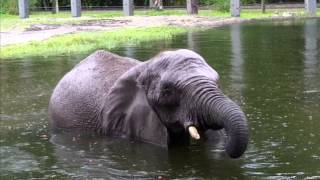 Elephant Appreciation Day at the Jacksonville Zoo