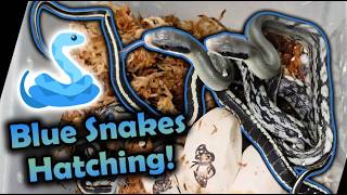 Baby Blue Beauty Snakes Hatching!