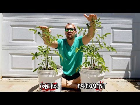 Biofertilizers Experiment Testing Earth Alive Soil Activator Part 1