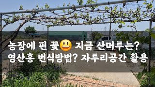 농장에 핀 꽃???? 지금 산머루는? 영산홍 번식방법? 자투리공간 활용????