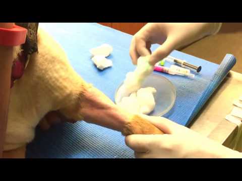 IV catheter placement in a Canine Patient