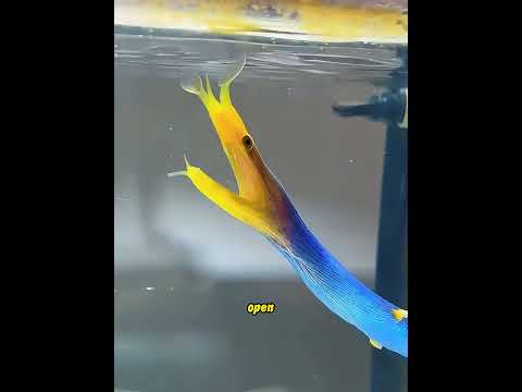 The man accidentally discovered a transparent small fish.