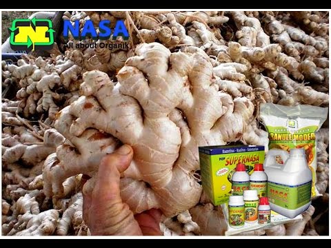 Daripada meningkatkan ukuran penis Hidup masalah potensi sehat