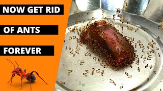 How to get rid of ants | Best ants treatment pesticide | Odorless ant control treatment | Maxforce