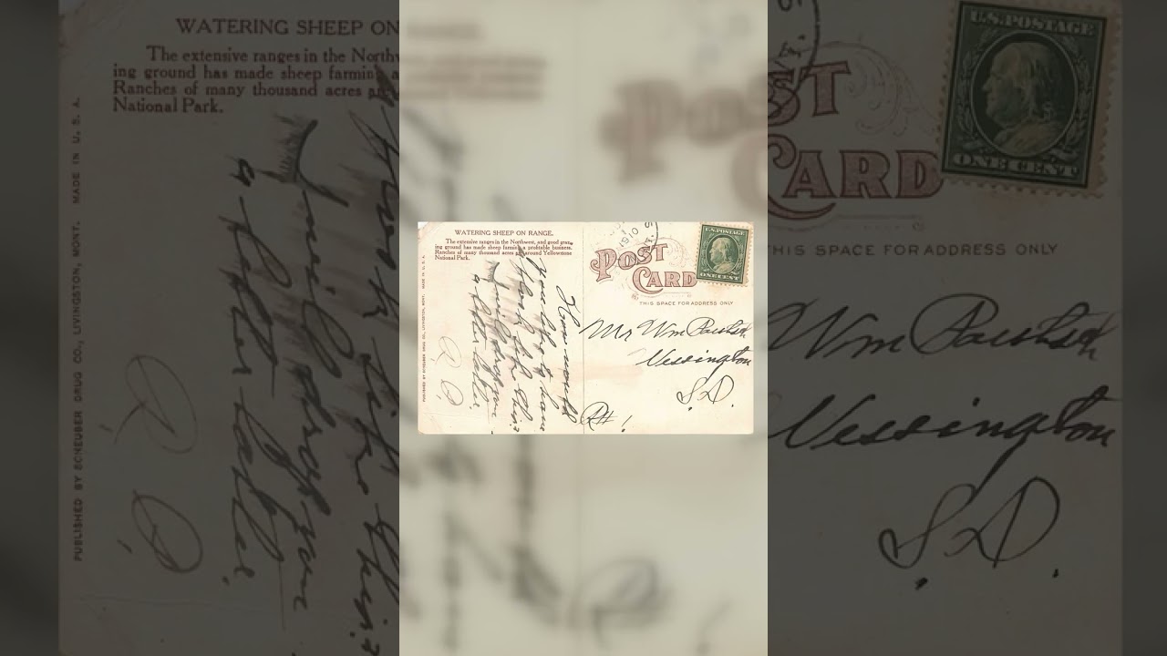 Scheuer Drug Co., Divided Back, Sheep on Range, Yellowstone, 1910 Video