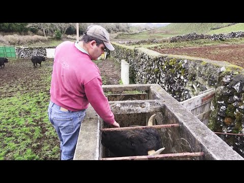 JAF - Touros Puros 2022 (2ª Parte) -  Ilha Terceira - Açores