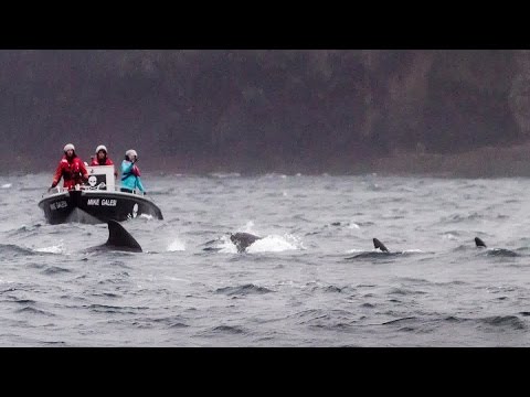 Operation GrindStop 2014: Sea Shepherd Helps Pilot Whales Back Out to Sea