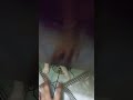 So Naughty Cat Shortvideo Vlog Viral Shortvideo Shortsyoutube Shortsfeed2023 Catlover