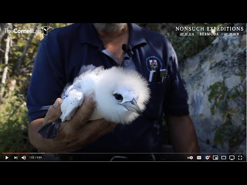 June 6 Tropicbird Cam Health Check