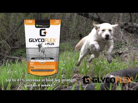 GlycoFlex Plus Joint Supplement for Medium & Large Dogs (60 Chews) Video