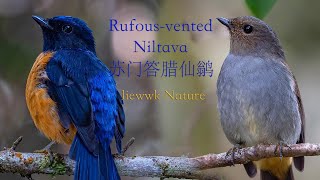 Download lagu another lovely Niltava Rufous vented Niltava 苏�... mp3