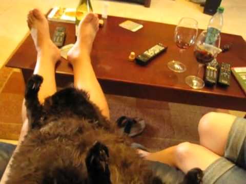 Pupu sleeping on my legs 08 28 2011