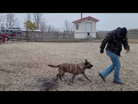 Penelope Primrose, an adoptable Boxer in Lacombe, AB_image-1