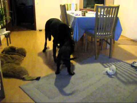 Aias & Aoibheann - Die 2. Woche