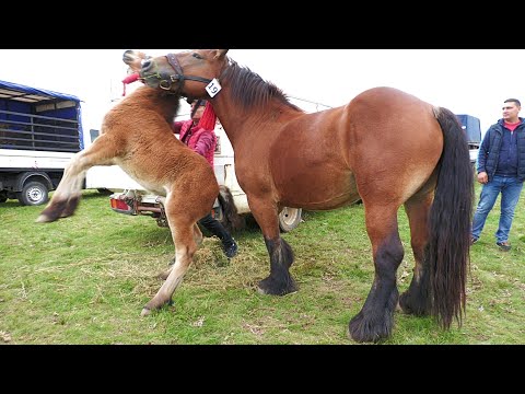 Horvath Casian Marius' mare and foal from Ardud - Satu Mare 2022