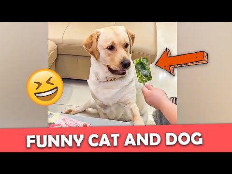 Funny Cat And Dogs Videos - Funny Animal Videos 😺 🐶
