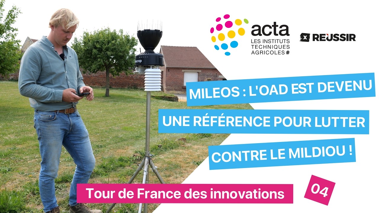 Mileos : l’OAD est devenue une référence pour lutter contre le mildiou des pommes de terre