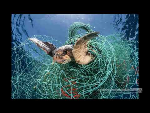 Fishing Impacts on Sea Turtles- Elizabeth Stone