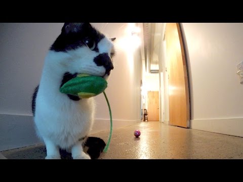 Do cats miss us when we leave? - YouTube