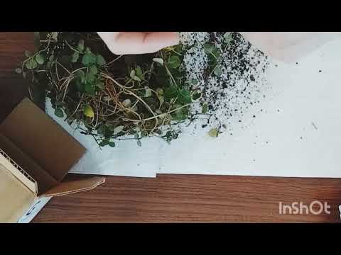 Bare Root Partridge Berries