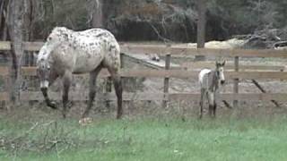 preview picture of video 'Handpainted Asset -- SOLD --2009 colt by All Hands On ZIp'