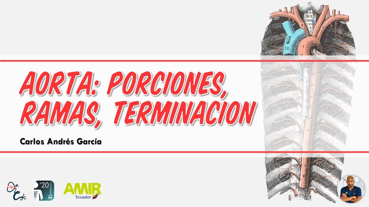Anatomía - Arteria Aorta (Ascendente, Arco, Torácica y Abdominal; Ramas)