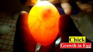 Chick Development in the Egg | Chick Growth in Egg | Candling Egg | Birds and Animals Planet