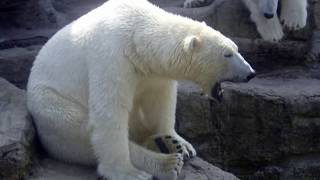Tiergarten Schönbrunn - Zoo Vienna - Austria  HD