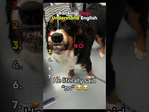 Ranking Dogs Understanding English
