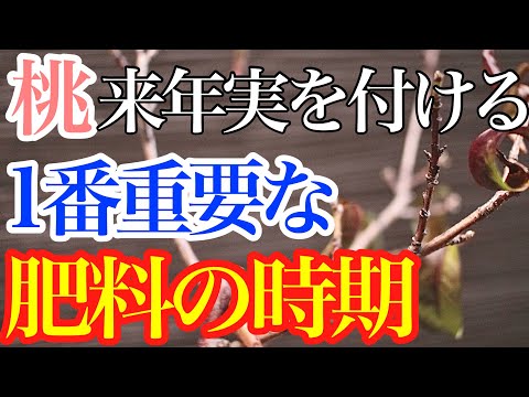 果樹の根元に肥料を与える時期は？品種ごとにどのような肥料を与えればよいですか？  庭園