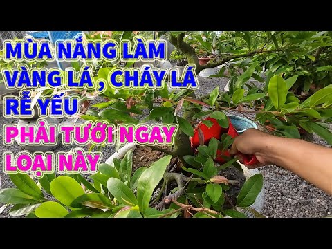 Cách Khắc Phục Mai Vàng Lá, Cháy Lá Rất Hiệu Quả