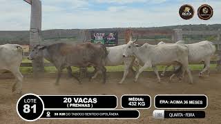 Vídeo LOTE 81