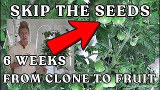 Six Weeks From #hydroponics #tomatoes Plant Clone - Fruit #towergarden #garden #farming