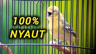 Download lagu Pancingan Sirtu Cipoh Cipow FULL VARIASI ampuh merangsang sirpu lain ikut gacor seketika.. mp3