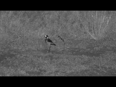 Djuma: Snake and Blacksmith Lapwing-then same or another snake in grass - 18:13 - 04/20/19