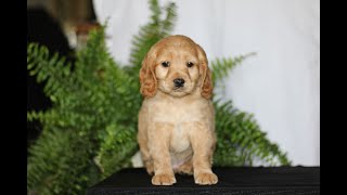 Video preview image #1 Cock-A-Poo Puppy For Sale in CHRISTIANA, PA, USA