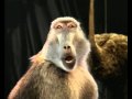 M Net Animals