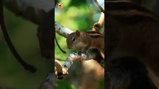 Himalayan Squirrel Sounds (Fast Rhythmic Squeaks)