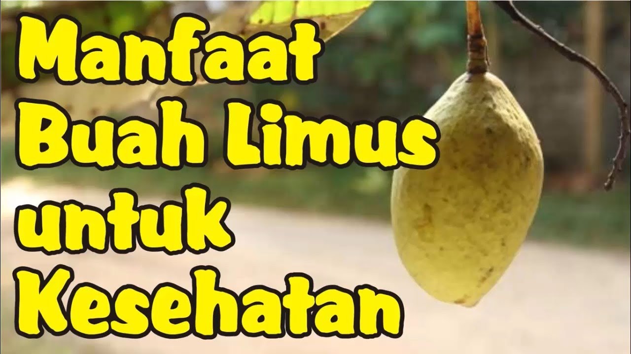 Manfaat Buah Limus Bagi Kesehatan Tubuh