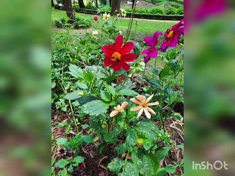 flowers at sims park ,coonoor