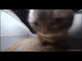 Chipi Chipi Chapa Chapa 17 Seconds