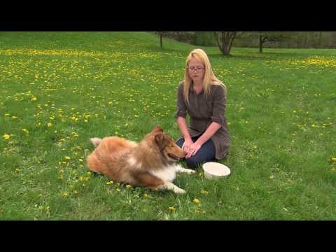A Dog's Life Tip - How Do I Keep My Dog From Overheating?