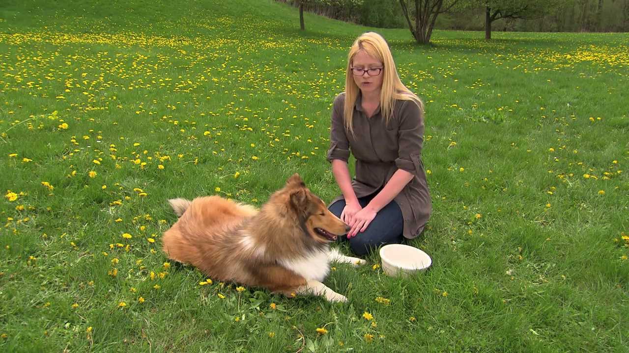 A Dog's Life Tip - How Do I Keep My Dog From Overheating?